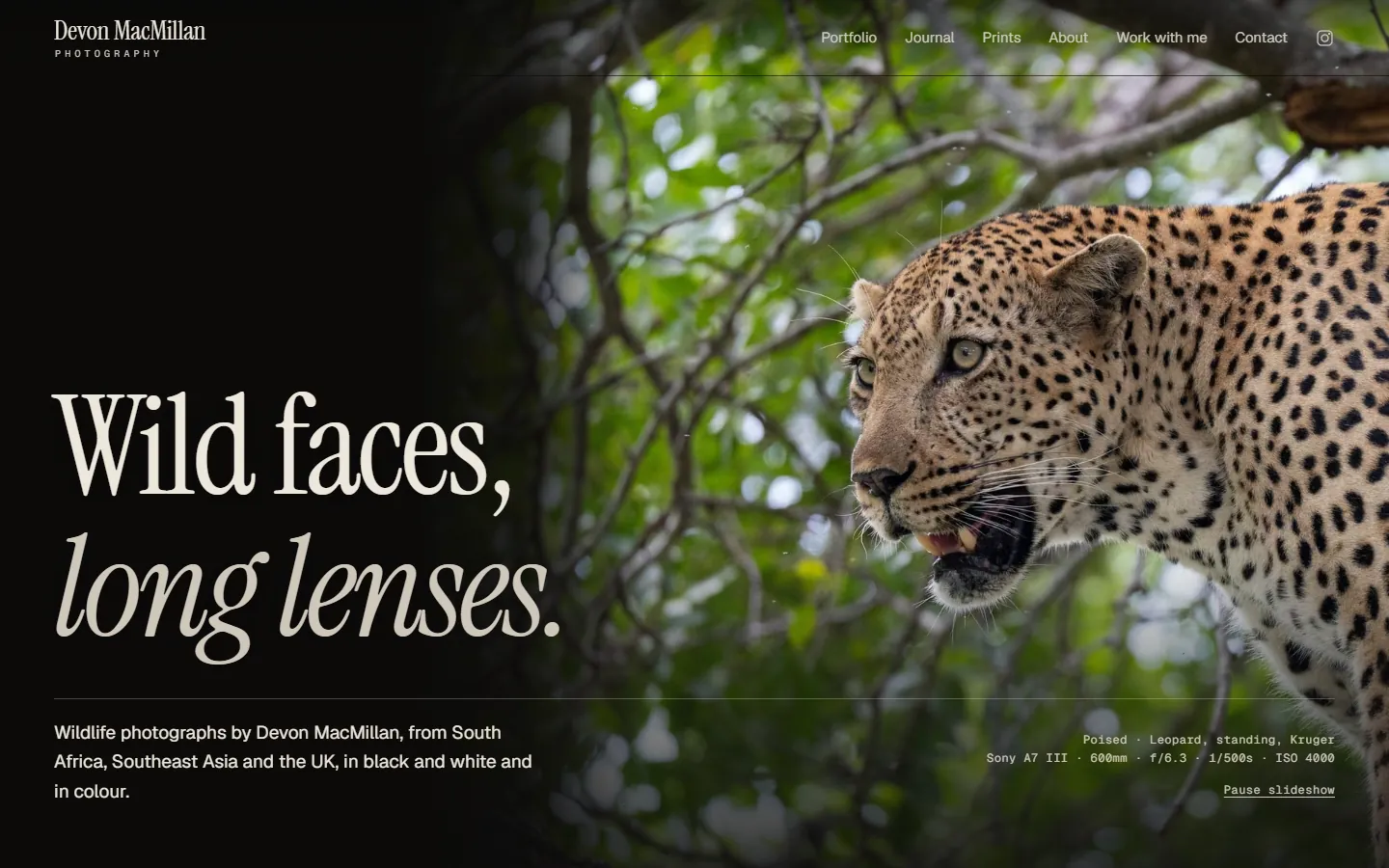 Devon MacMillan Photography homepage: 'Wild faces, long lenses' over a full-width leopard photograph