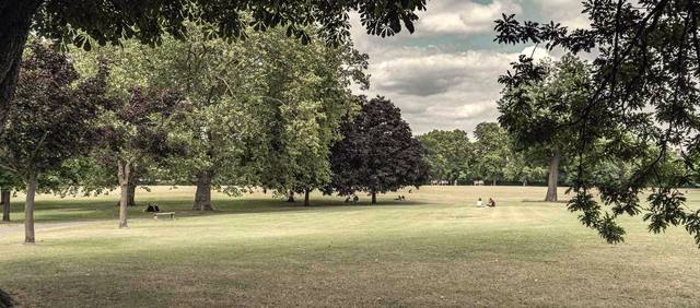 Open green space and old trees on a summer afternoon