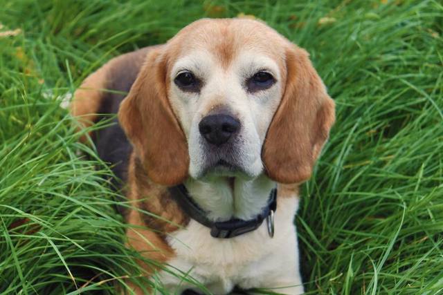 Pickle the beagle sitting on a garden chair