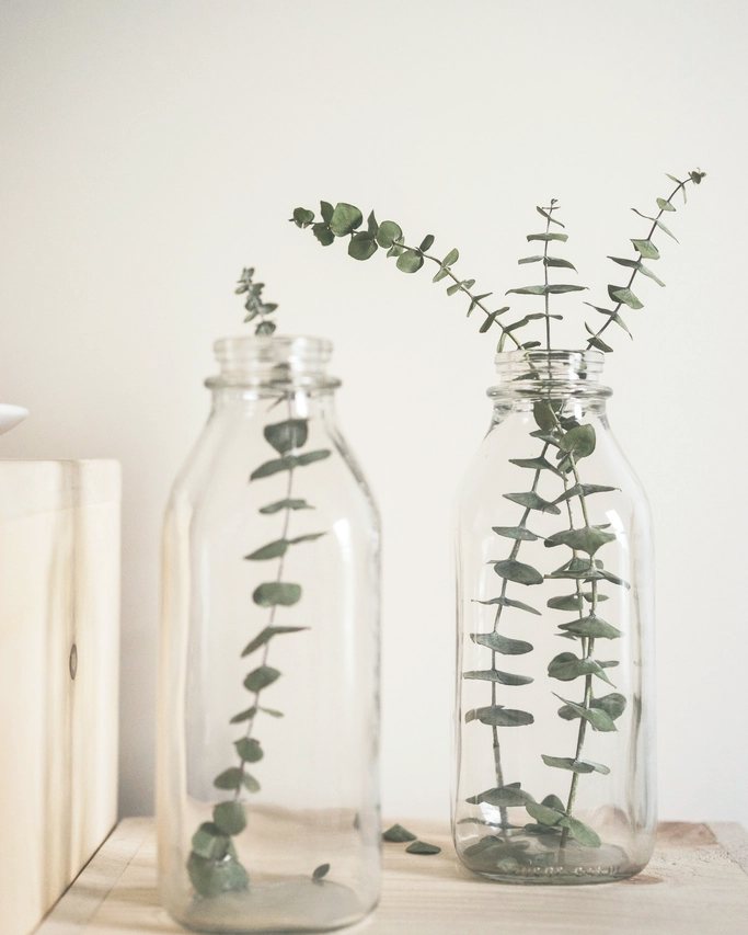 Eucalyptus stems in two glass bottles on a white shelf