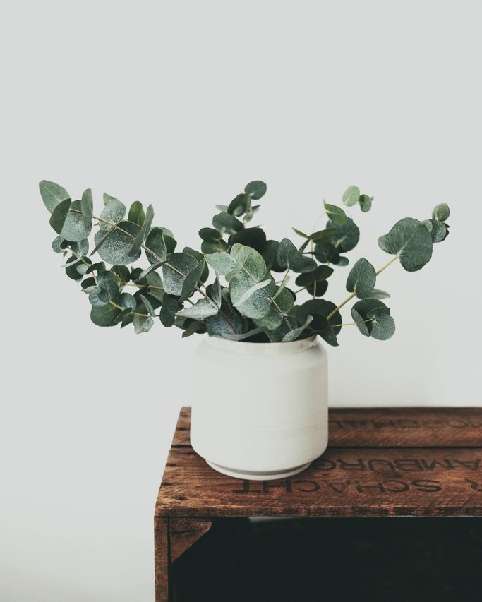 A pot of eucalyptus on a wooden crate against a pale wall