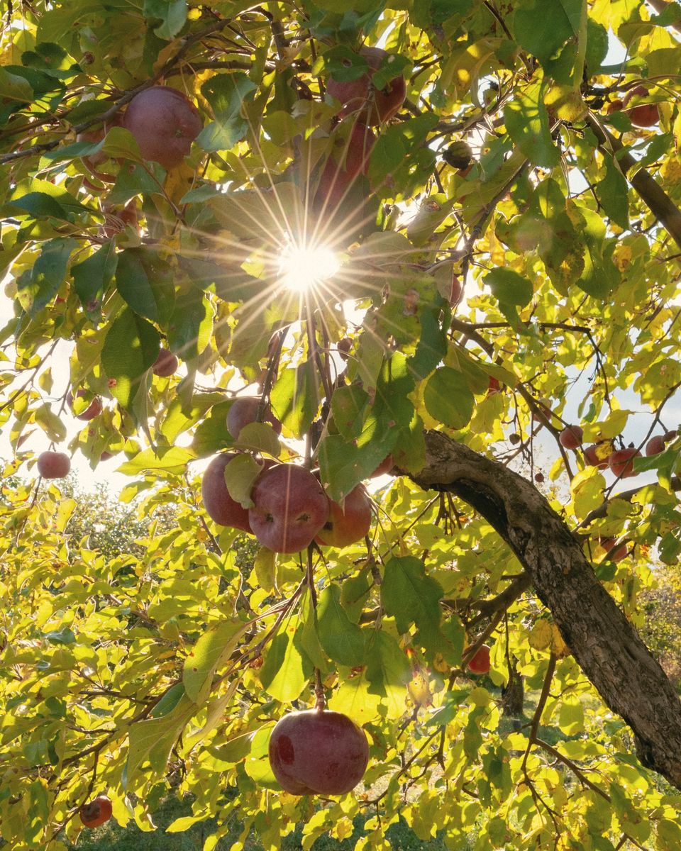 Illustrative photograph for: Planting the orchard before the first foundation