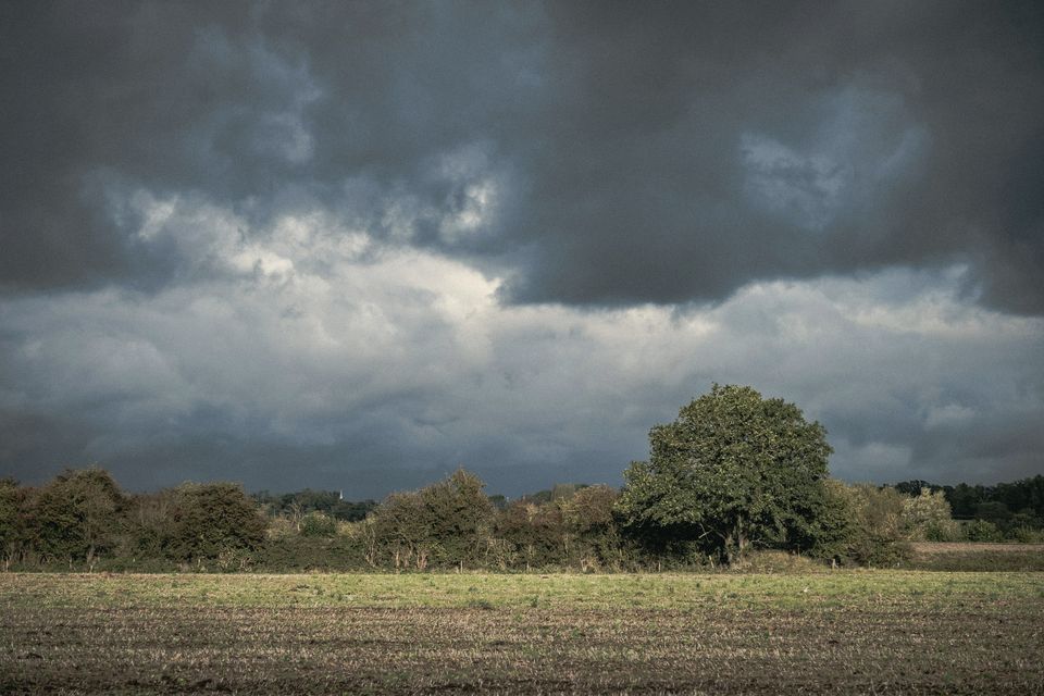 A field under a heavy sky with a lone tree