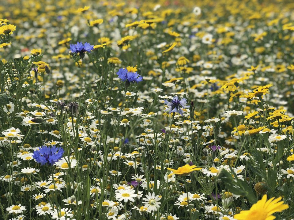 A wildflower meadow of cornflowers and ox-eye daisies