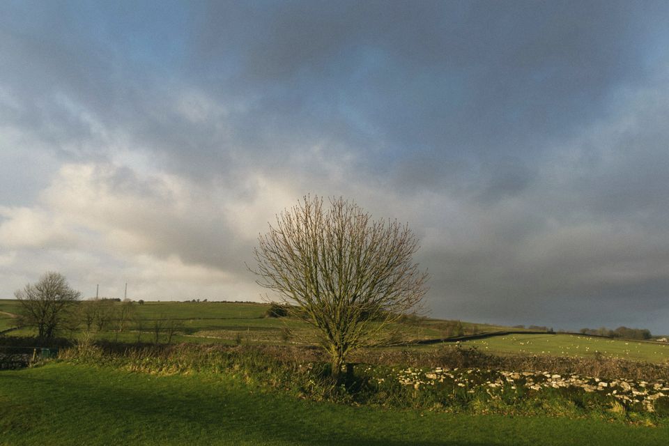 A single tree in an open field