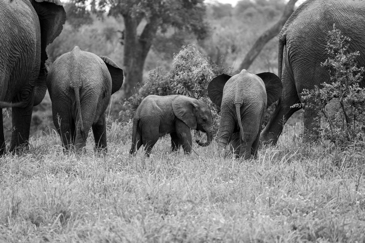 An elephant calf walking among the herd, in black and white