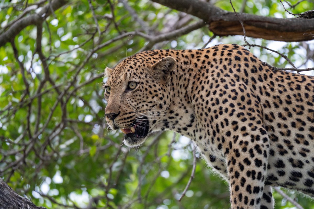 A leopard standing in a tree, mouth open, framed by leaves