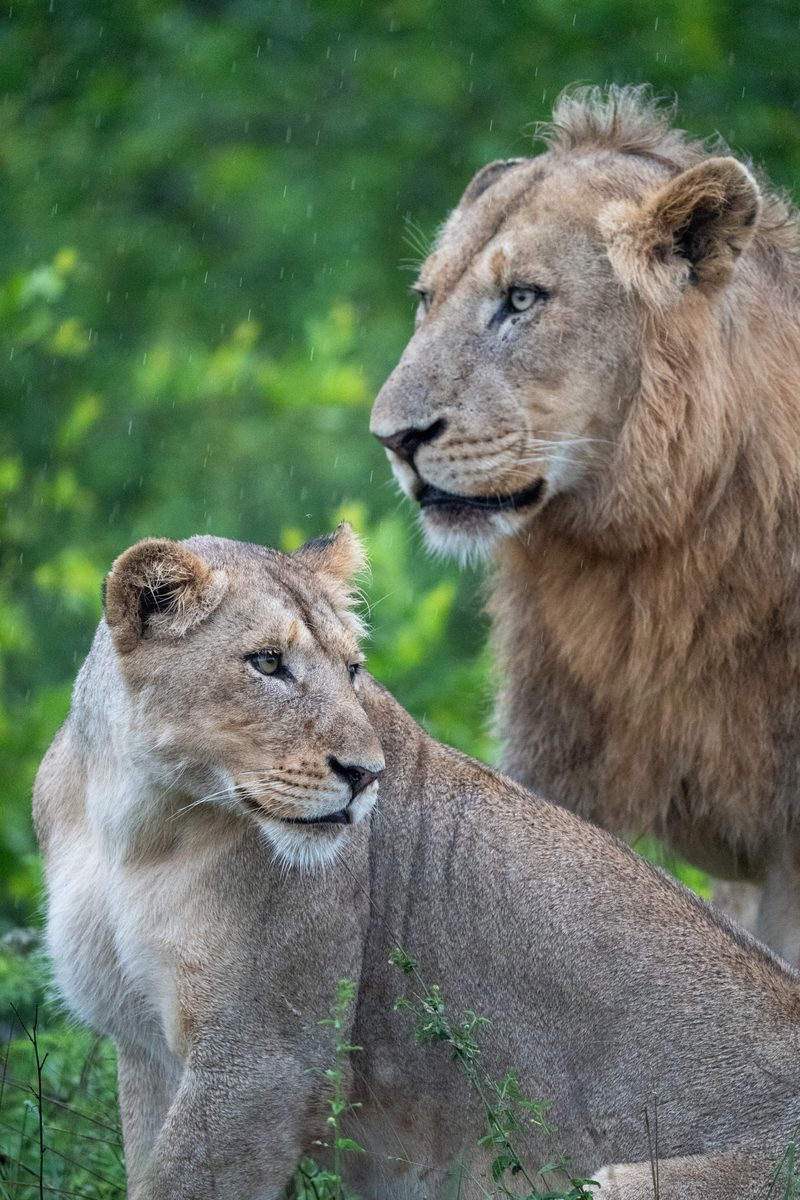 A lion and lioness side by side in falling rain, green bush behind