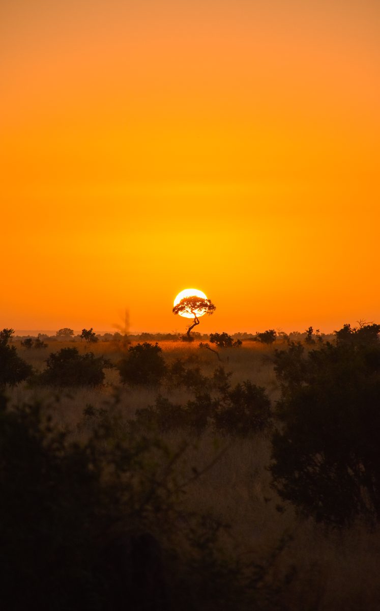 The sun rising directly behind a lone tree on an orange horizon