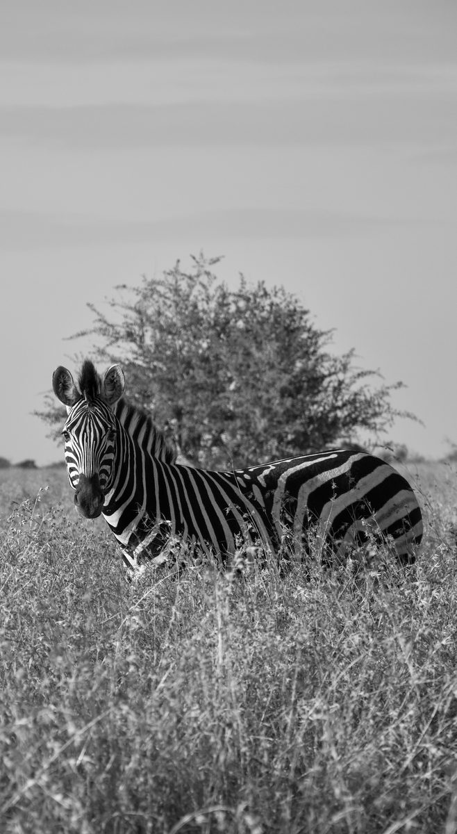 A zebra standing in long grass looking at the camera, in black and white
