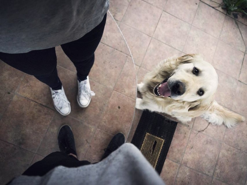 A golden retriever on a tiled floor looking up at the person arriving