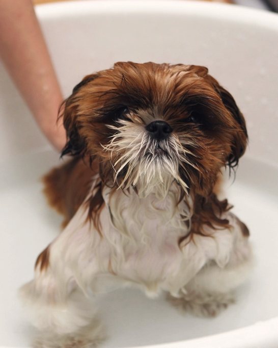 A wet shih tzu sitting in a white bath, mid-groom
