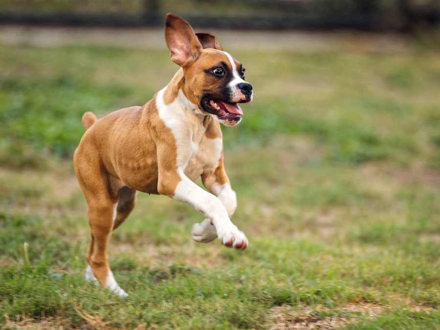 A young boxer bounding across a lawn