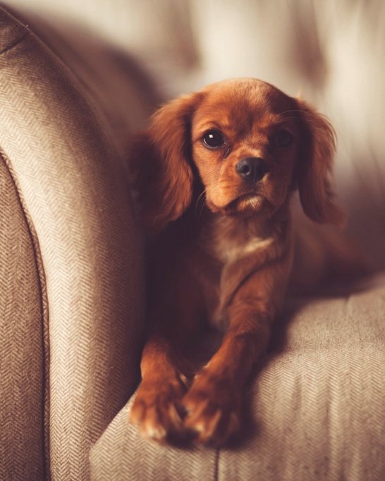 A cavalier King Charles spaniel resting on a sofa arm