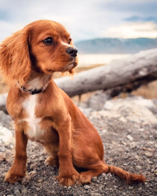 A cocker spaniel puppy sitting on driftwood by the water