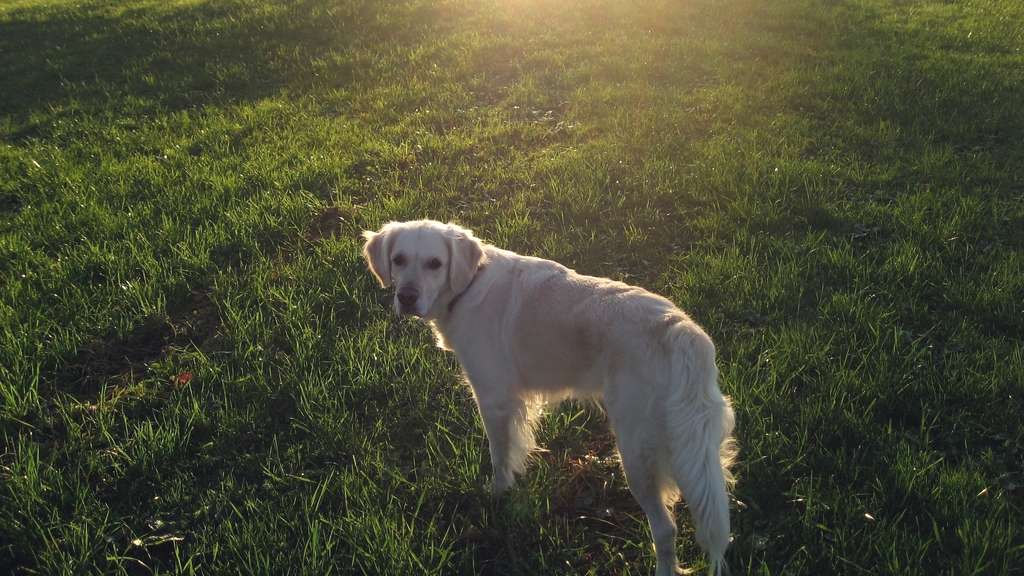 A golden retriever standing on a grassy common in low evening sun