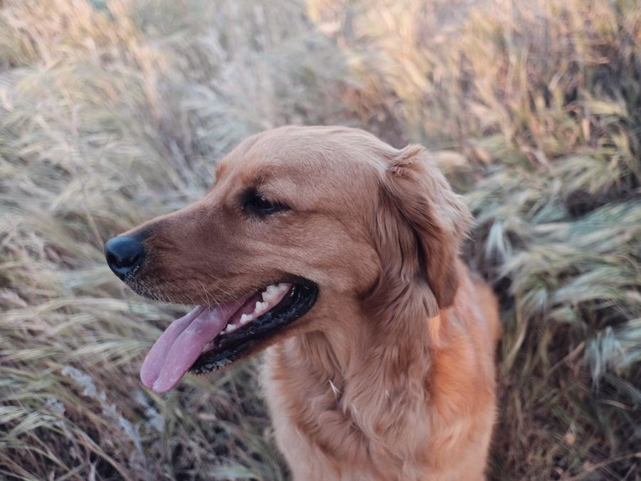 A golden retriever with its tongue out, lying in long dry grass