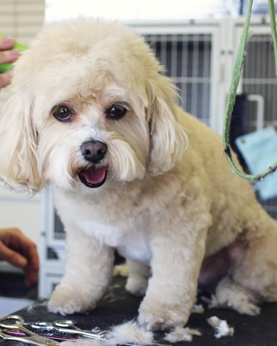 A freshly groomed cream dog sitting on a grooming table