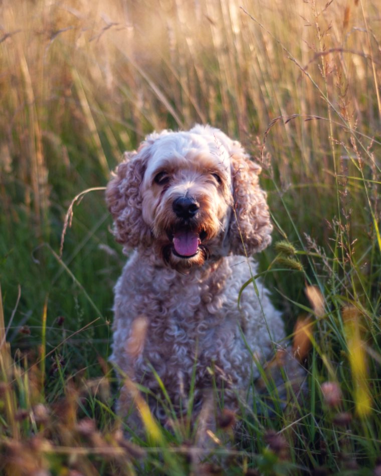 Pip, a cockapoo with a curly lilac-grey coat, sitting in long summer grass
