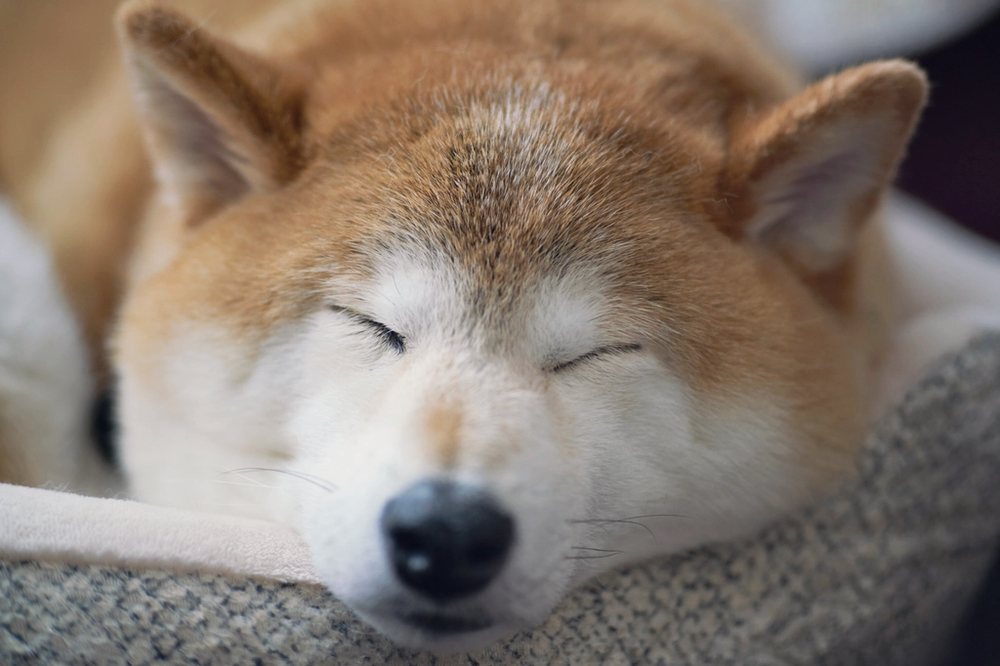 A shiba inu asleep with its chin on a soft bed