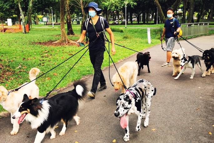 Two walkers on a park path with a group of dogs on leads