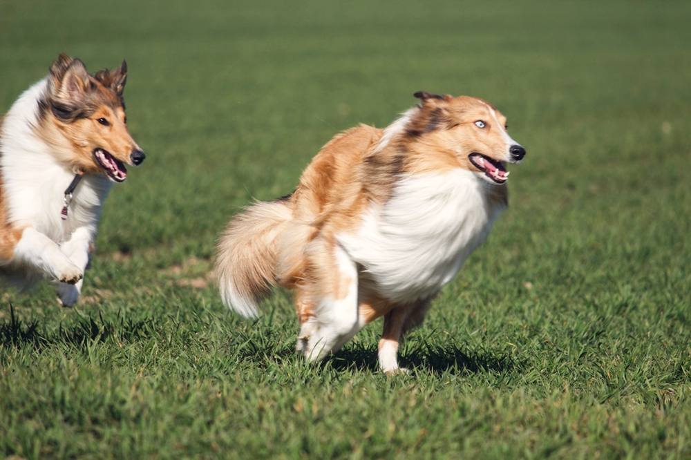 Two Shetland sheepdogs running across short grass