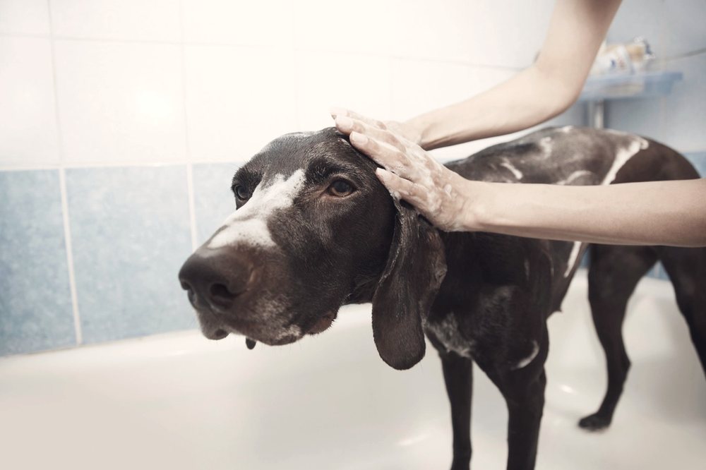 A pointer being shampooed in a white grooming bath