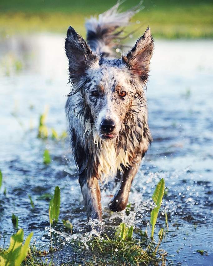 A wet merle dog splashing through shallow water