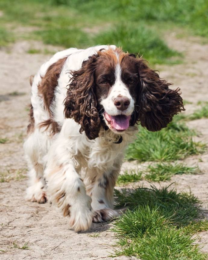 A springer spaniel trotting along a grassy path towards the camera