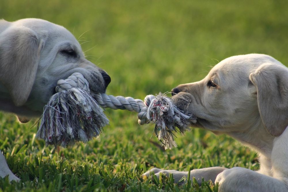 Two Labradors playing tug of war with a rope toy