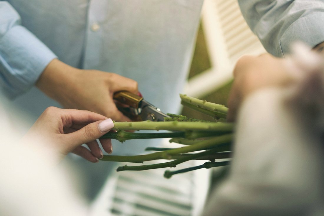 Hands trimming green flower stems with secateurs