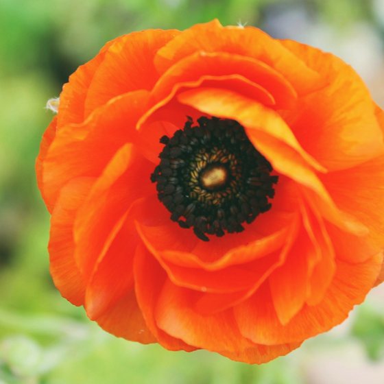 A single vivid orange ranunculus, close up
