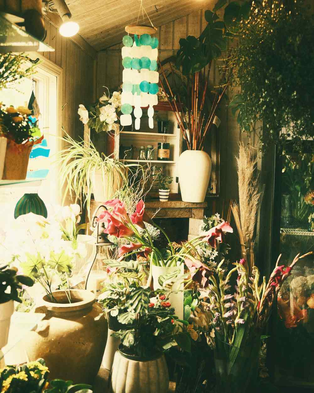 The inside of the shop: sunlit shelves crowded with plants and buckets of cut flowers