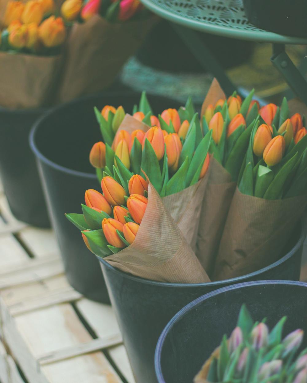 Buckets of orange tulips wrapped in kraft paper