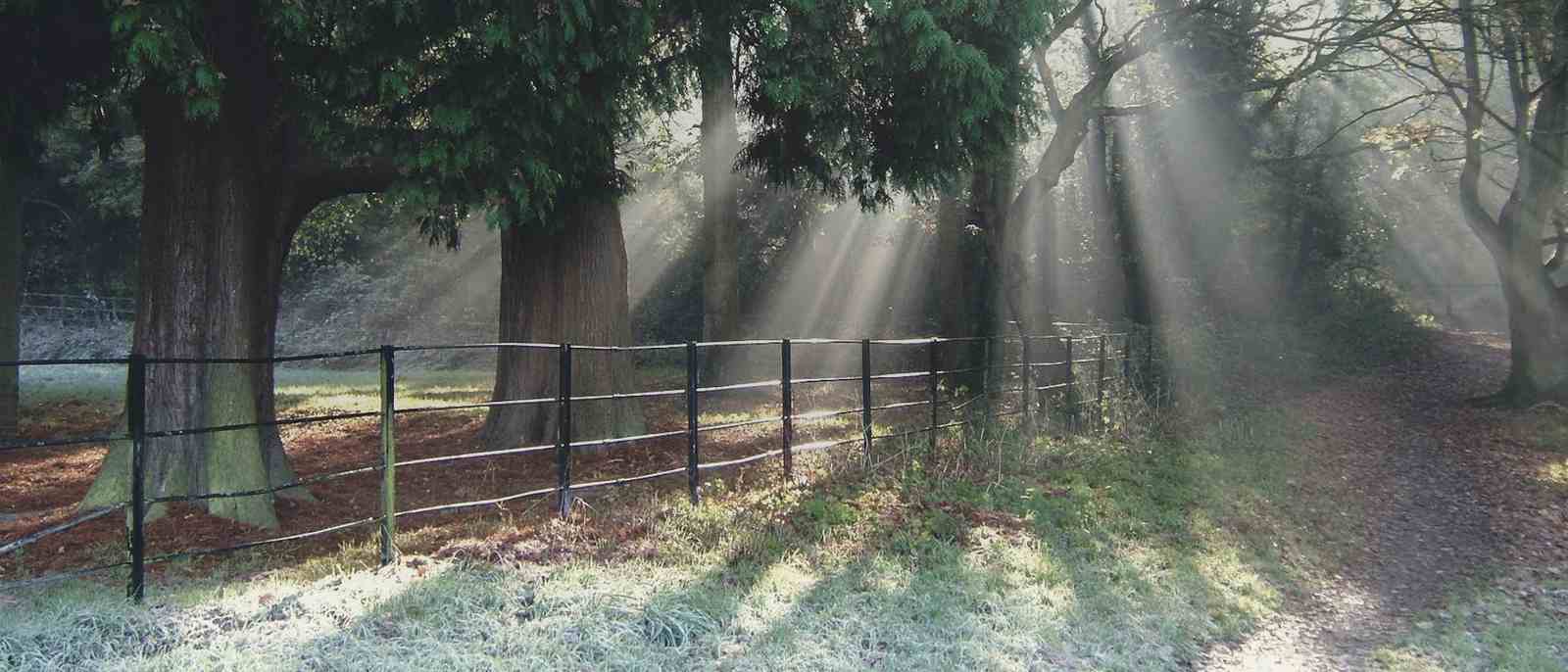 Morning sunlight through tall trees onto a frosty park path with iron railings