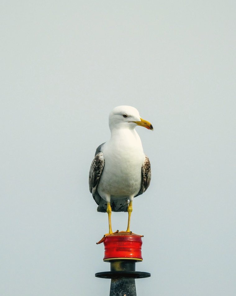 A herring gull standing on a seaside post against a pale sky