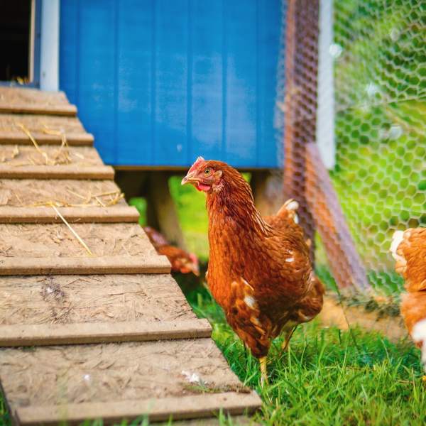 A red hen walking down a wooden ramp from a blue hen house