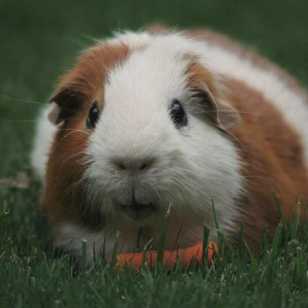 A brown and white guinea pig sitting in the grass