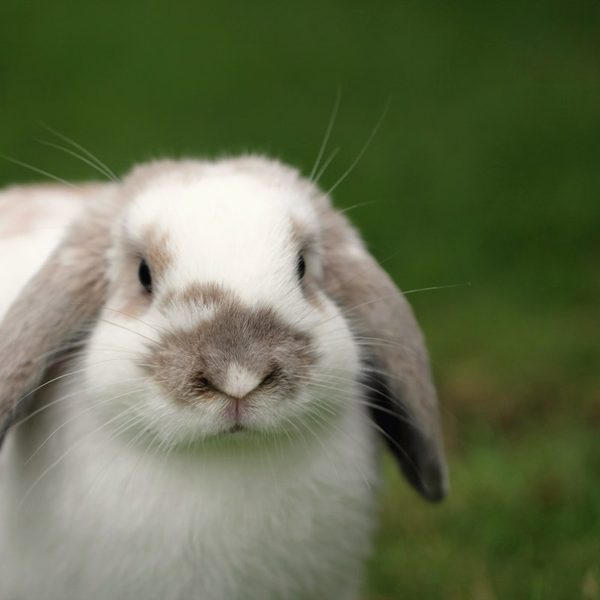 A white and grey lop-eared rabbit sitting in the grass