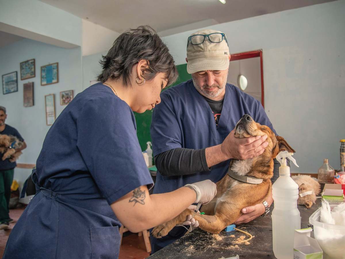 Two vets in navy scrubs gently examining a small dog on the consulting table