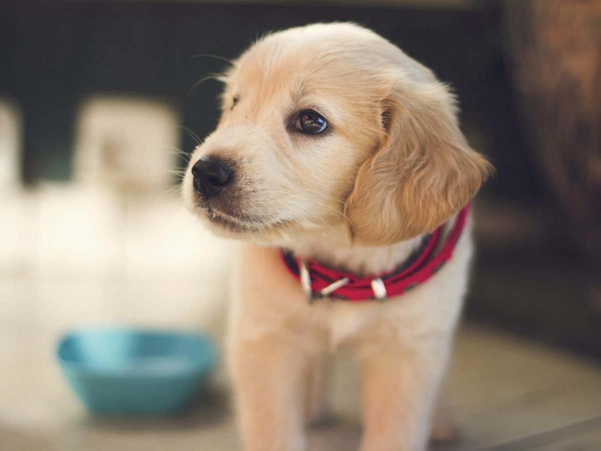 A golden puppy in a red collar sitting by a blue food bowl