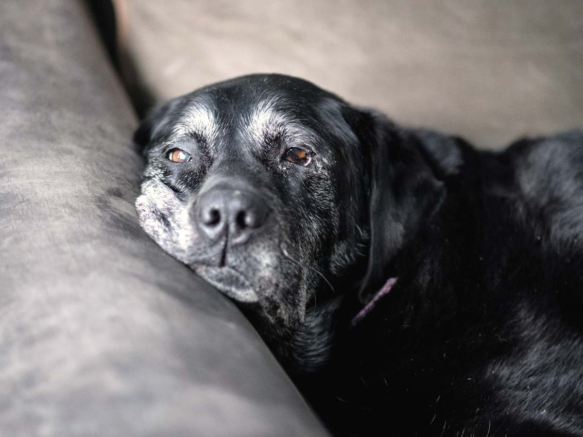 An elderly black dog with a grey muzzle resting on a sofa