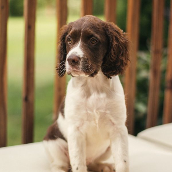 A springer spaniel puppy sitting on a sofa, looking hopeful