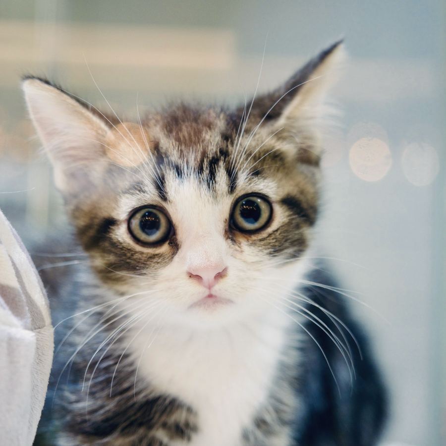 A wide-eyed tabby and white kitten looking straight at the camera