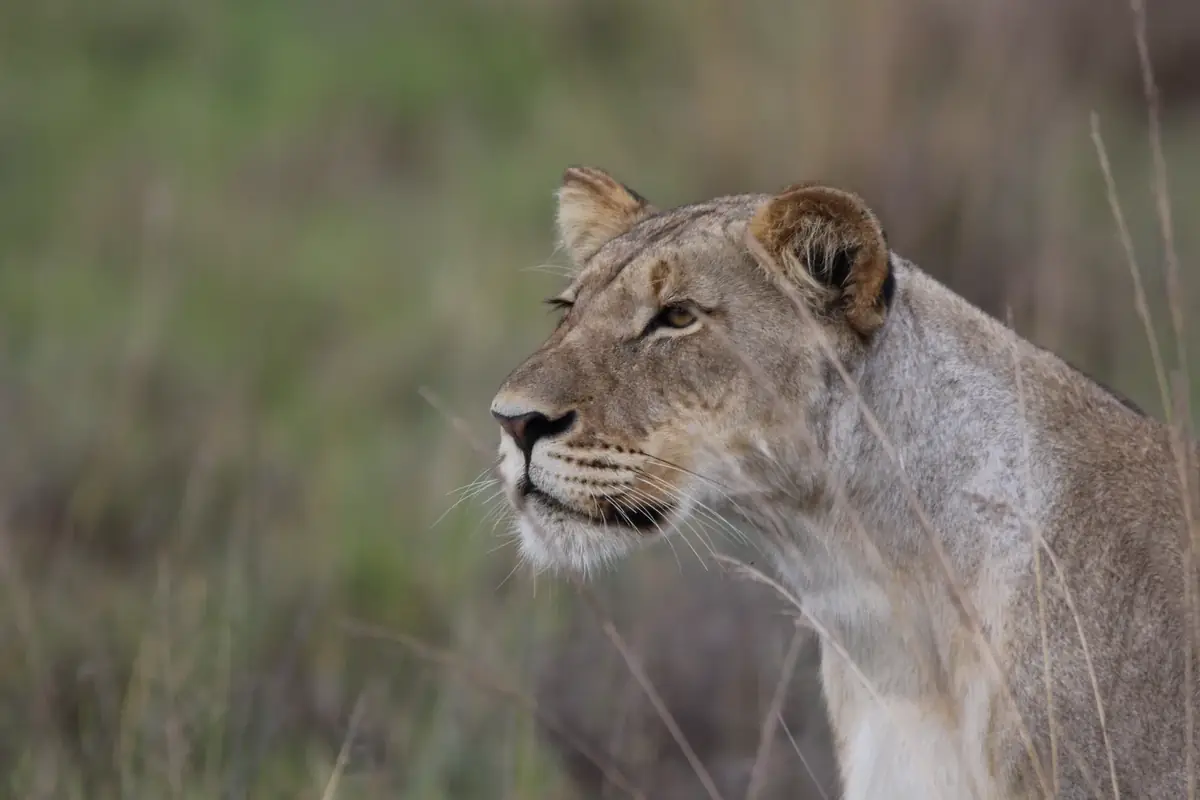Amber: Close portrait of a lioness in long grass, amber eyes looking to the left