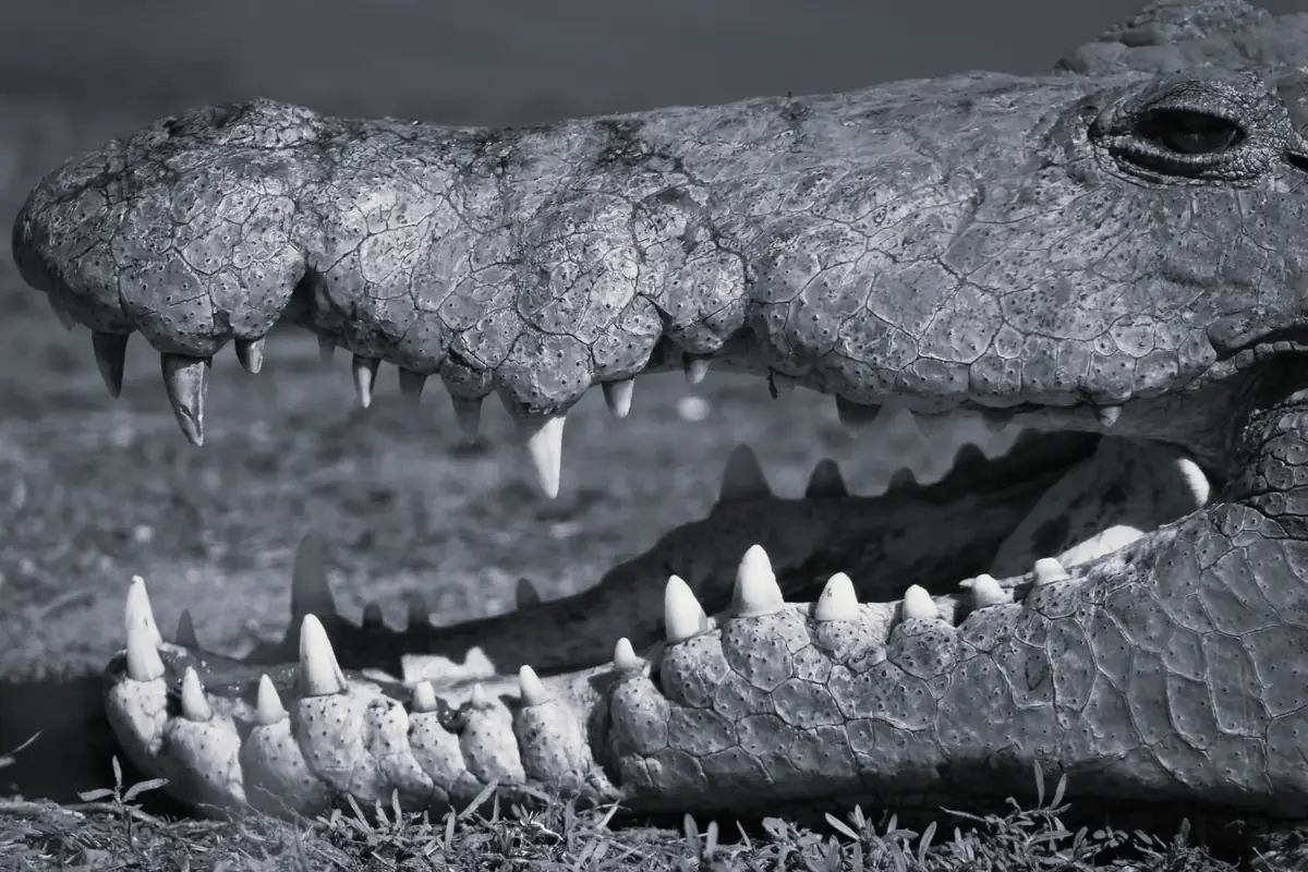 Armour Plate: Black and white close-up of a crocodile jaw, rows of teeth along the scaly lip