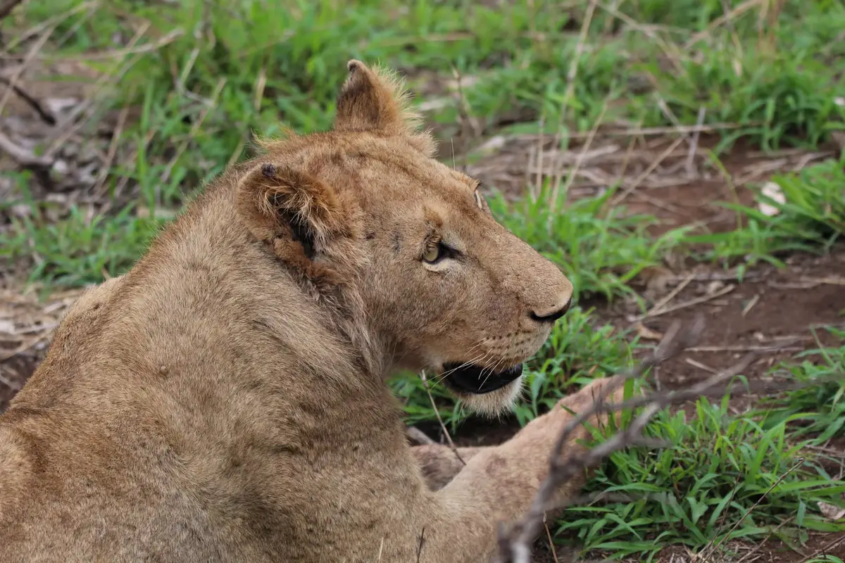 At Ease: A lioness lying in green grass and red earth, head raised, paw stretched out