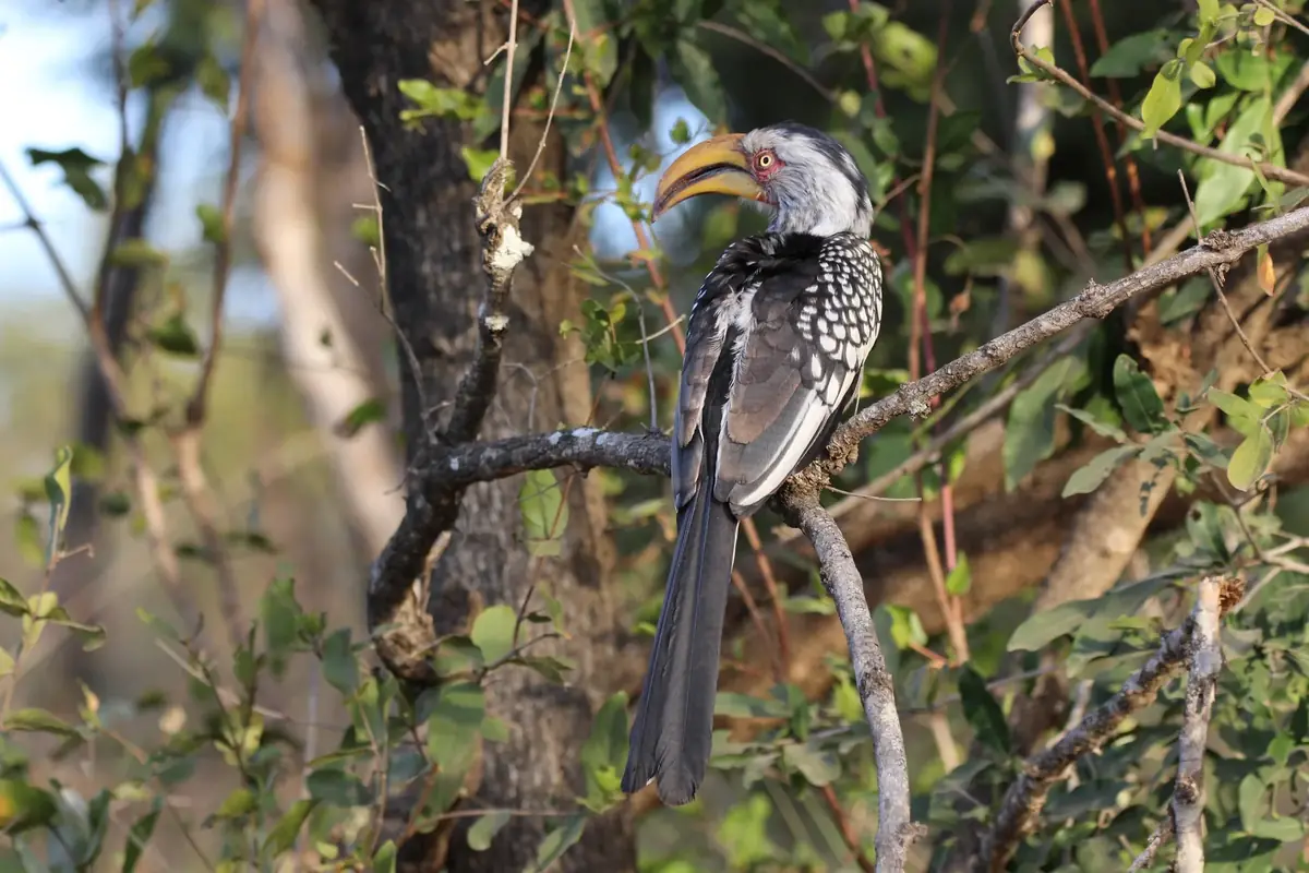 Bright Beak: A yellow-billed hornbill perched on a branch among green leaves