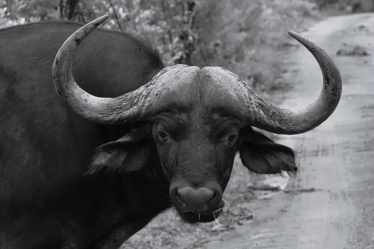 Horn and Dust: Black and white portrait of a Cape buffalo with heavy curved horns, on a dirt track