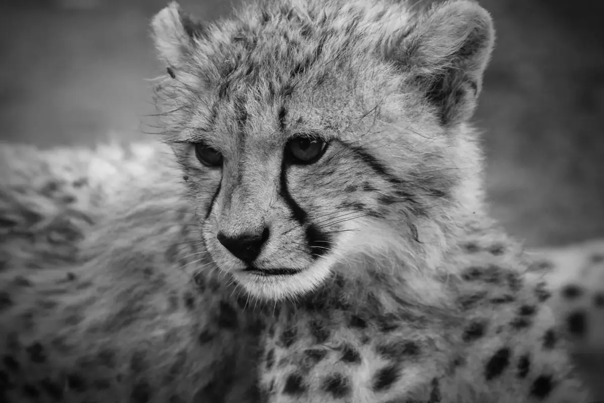 The Mantle: Black and white close-up of a cheetah cub with fluffy fur, looking just past the camera
